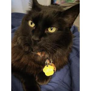 Image of LaRue, Lost Cat