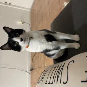 Image of Sushi, Lost Cat