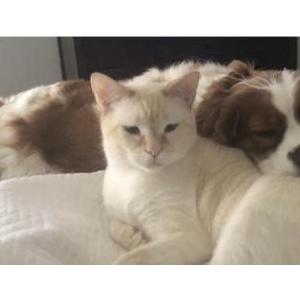 Image of Jorah, Lost Cat