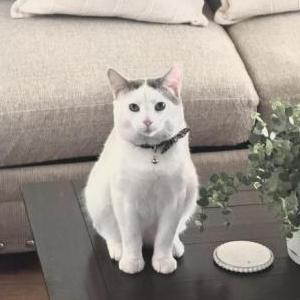 Lost Cat Kitty Nathaniel
