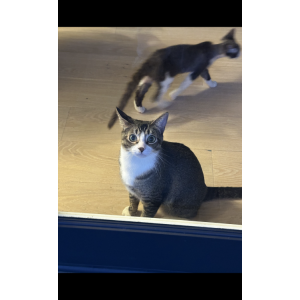 Lost Cat Dino