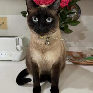 Lost Cat Beba