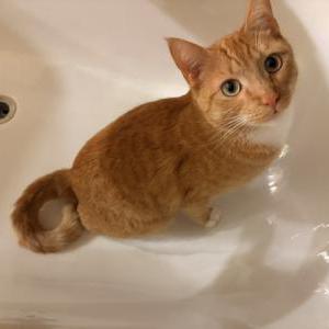Lost Cat Lionel