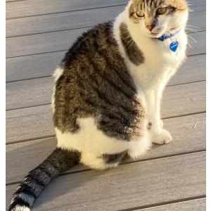 Image of Mitchell, Lost Cat
