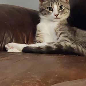 Image of Machi, Lost Cat