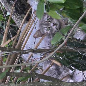Image of Unknown, Found Cat
