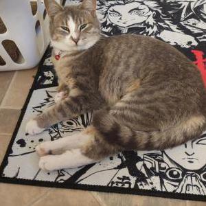 Image of Ashley, Lost Cat