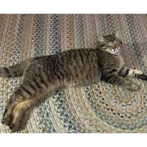 Image of Unknown, Found Cat