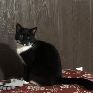 Image of Goobey, gooey,, Lost Cat