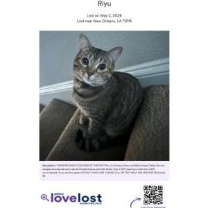 Image of Rain, Lost Cat