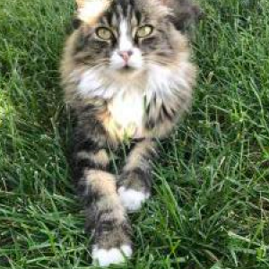 Image of Littlest Cat, Lost Cat