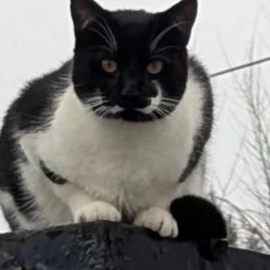 Image of Kitty, Lost Cat
