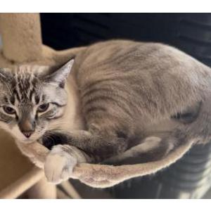 Image of Umka, Lost Cat