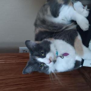 Image of Shirley, Lost Cat