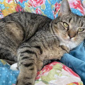 Image of Keanu, Lost Cat