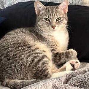 Image of Kiera, Lost Cat