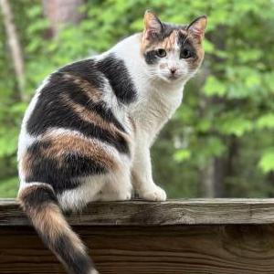 Lost Cat Camila