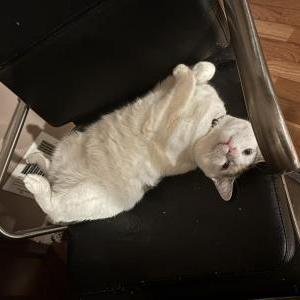 Lost Cat Mua