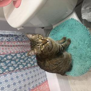 Image of DanniSuu, Lost Cat