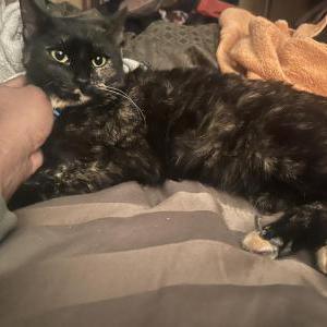 Image of Solo, Lost Cat