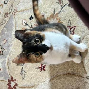 Image of Pepper, Lost Cat