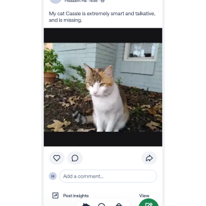 Image of Cassie, Lost Cat