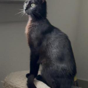 Image of Asra, Lost Cat