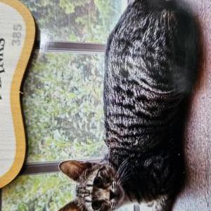 Image of Lexi, Lost Cat