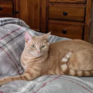 Image of Chilly Mack, Lost Cat