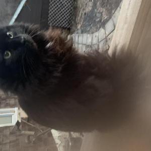 Image of Sebastian, Lost Cat