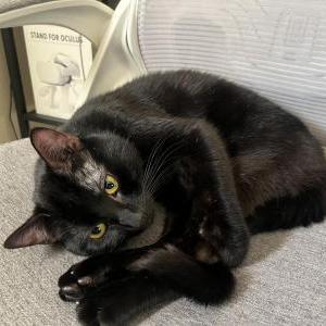 Image of Whiskers, Lost Cat