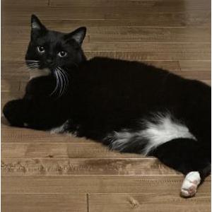 Image of Kitty kitty, Lost Cat