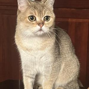 Image of PUMA, Lost Cat