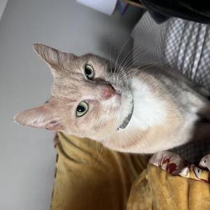 Lost Cat Charlie