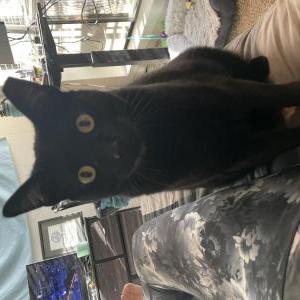 Image of Shadow, Lost Cat