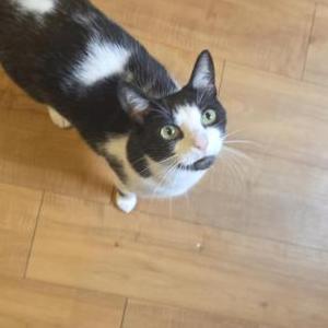 Image of Theo, Lost Cat