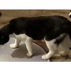 Image of Bandito, Lost Cat