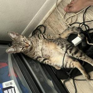 Image of Nala, Lost Cat