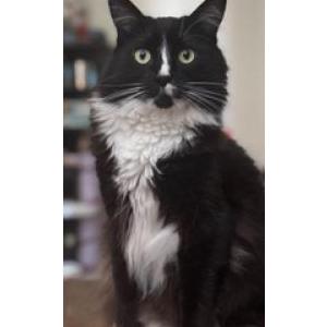 Image of Rascal, Lost Cat