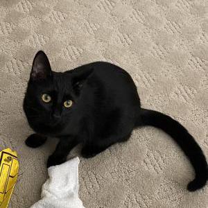 Image of Sumoki, Lost Cat