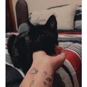 Image of Tom, Lost Cat