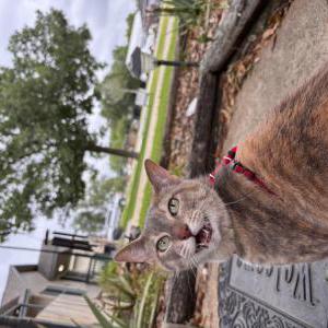 Image of Gloria, Lost Cat