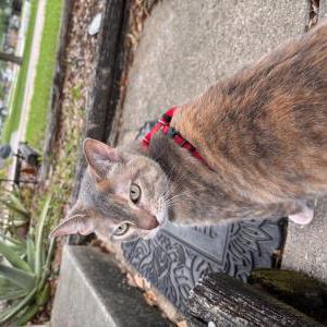 2nd Image of Gloria, Lost Cat