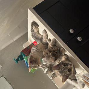 Lost Cats In VACAVILLE, CA - Lost My Kitty