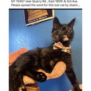 Lost Cat Sofie