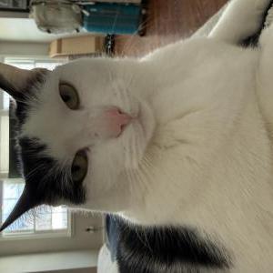 Image of Viola, Lost Cat