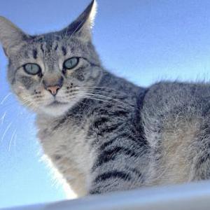 Image of Benji, Lost Cat