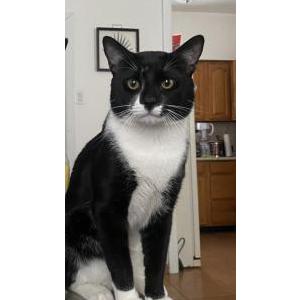 Lost Cat Mateo