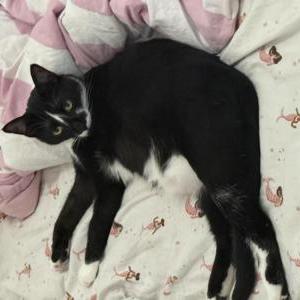 Image of Taco, Lost Cat