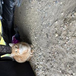Image of Pony boy, Lost Cat